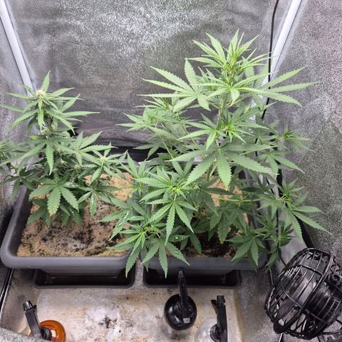 2 Auto White Widows Zelt growlog timeline photo