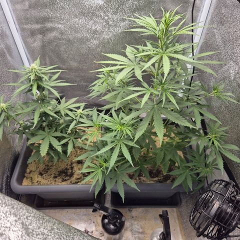2 Auto White Widows Zelt growlog timeline photo