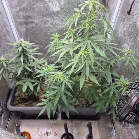 2 Auto White Widows Zelt growlog timeline photo