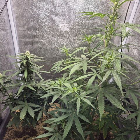 2 Auto White Widows Zelt growlog timeline photo