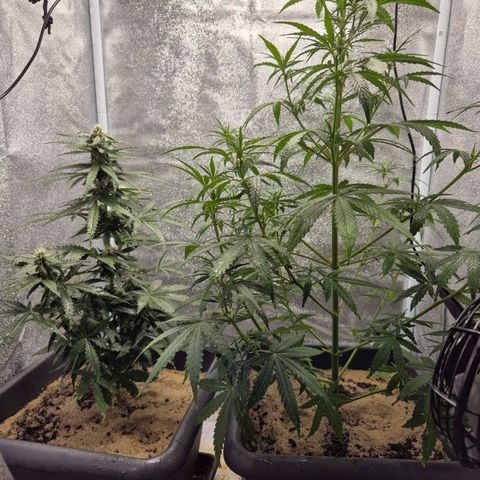 2 Auto White Widows Zelt growlog timeline photo