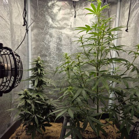 2 Auto White Widows Zelt growlog timeline photo