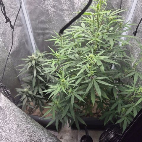 2 Auto White Widows Zelt growlog timeline photo