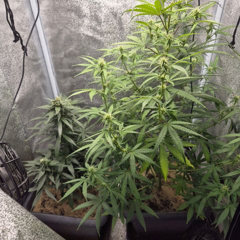 2 Auto White Widows Zelt growlog timeline photo