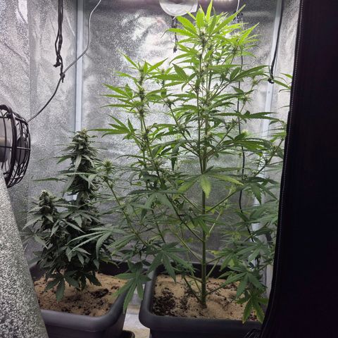 2 Auto White Widows Zelt growlog timeline photo