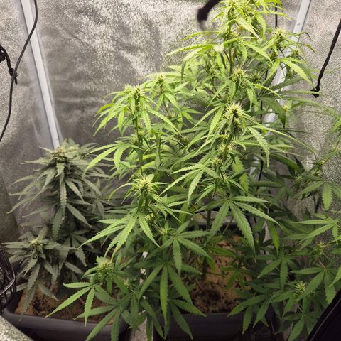 2 Auto White Widows Zelt growlog timeline photo