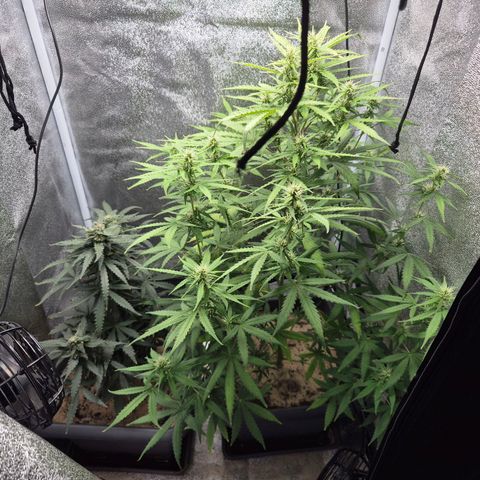 2 Auto White Widows Zelt growlog timeline photo