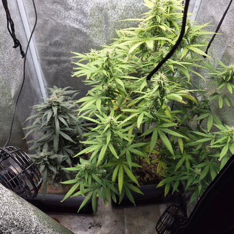 2 Auto White Widows Zelt growlog timeline photo