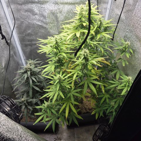 2 Auto White Widows Zelt growlog timeline photo