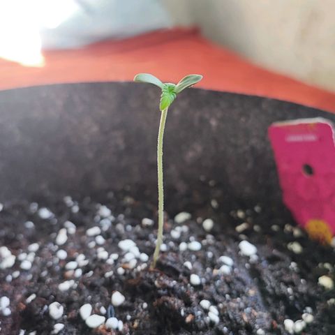 Special Kush growlog timeline photo