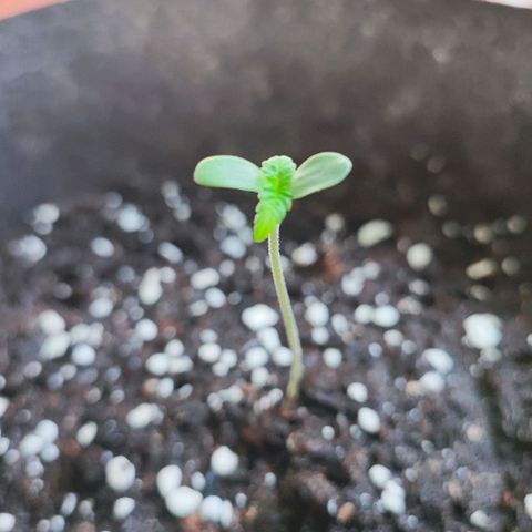 Special Kush growlog timeline photo
