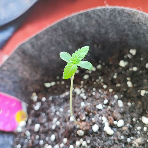 Special Kush growlog timeline photo
