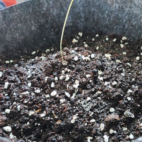 Special Kush growlog timeline photo