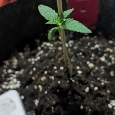 Special Kush growlog timeline photo