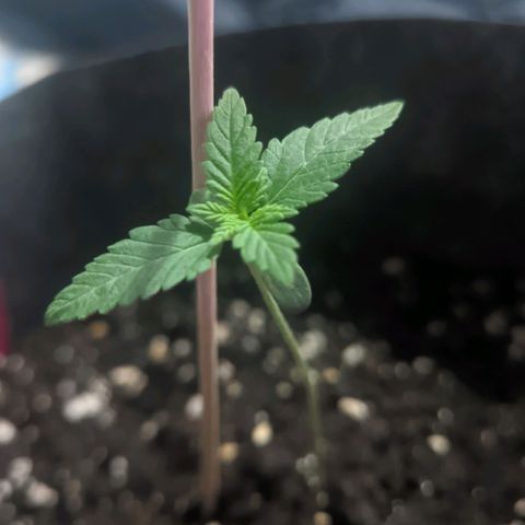 Special Kush growlog timeline photo