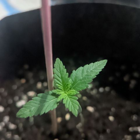 Special Kush growlog timeline photo