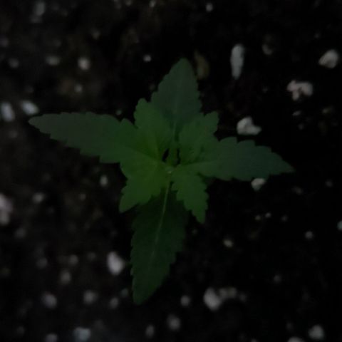 Special Kush growlog timeline photo
