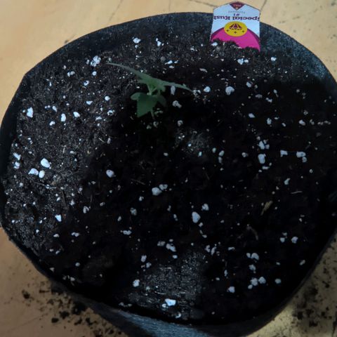 Special Kush growlog timeline photo