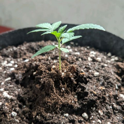 Special Kush growlog timeline photo