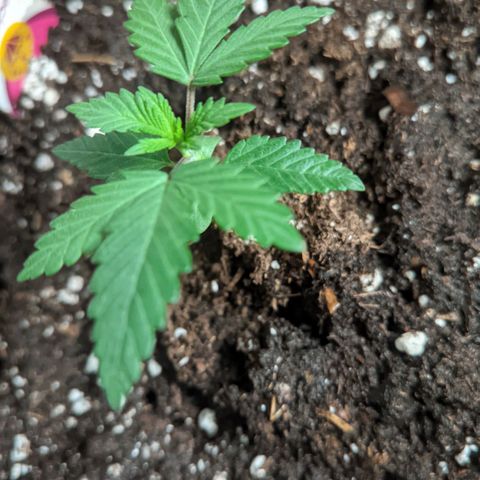 Special Kush growlog timeline photo