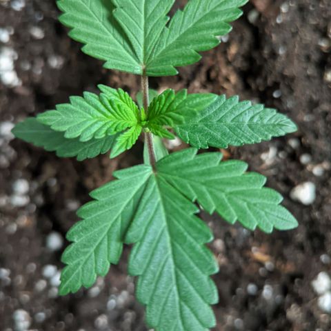 Special Kush growlog timeline photo