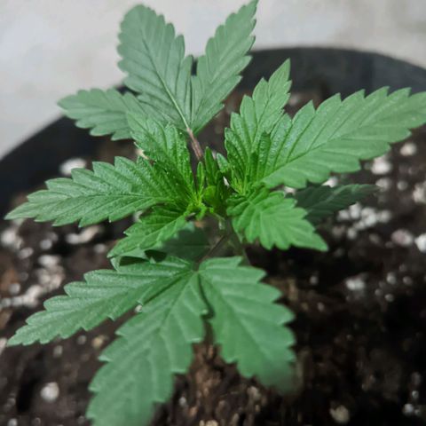 Special Kush growlog timeline photo