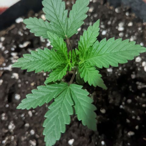 Special Kush growlog timeline photo