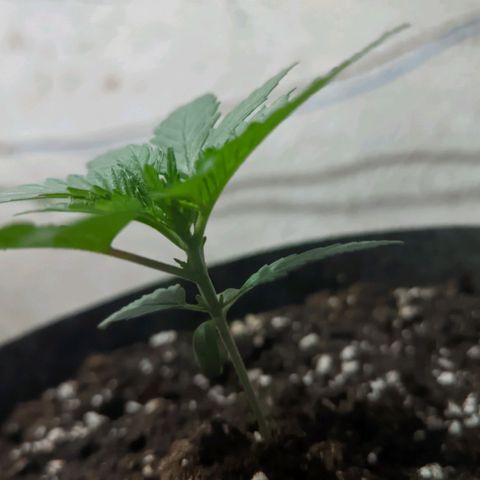 Special Kush growlog timeline photo