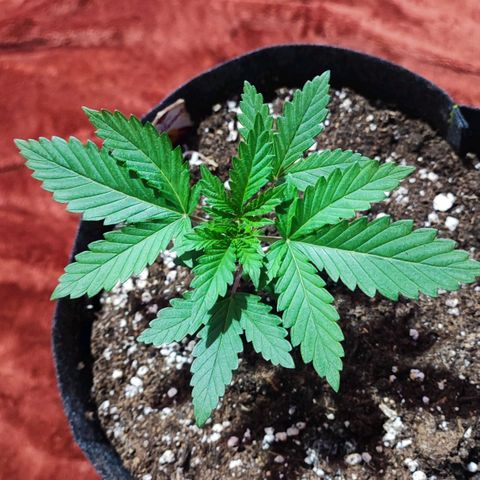 Special Kush growlog timeline photo