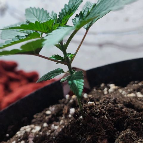 Special Kush growlog timeline photo