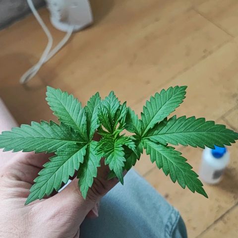 Special Kush growlog timeline photo