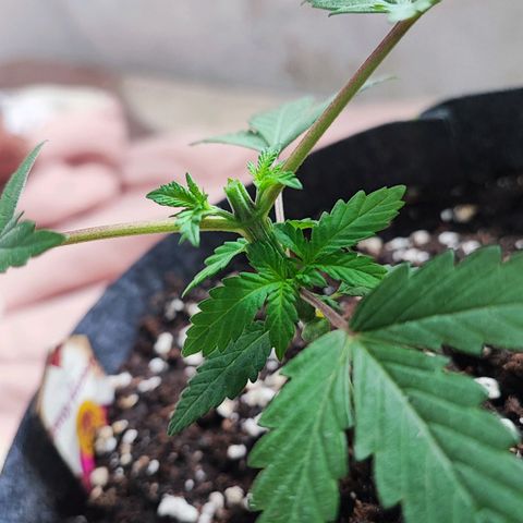 Special Kush growlog timeline photo