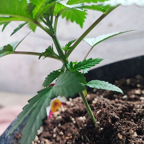 Special Kush growlog timeline photo