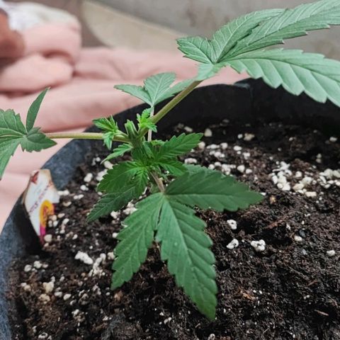 Special Kush growlog timeline photo