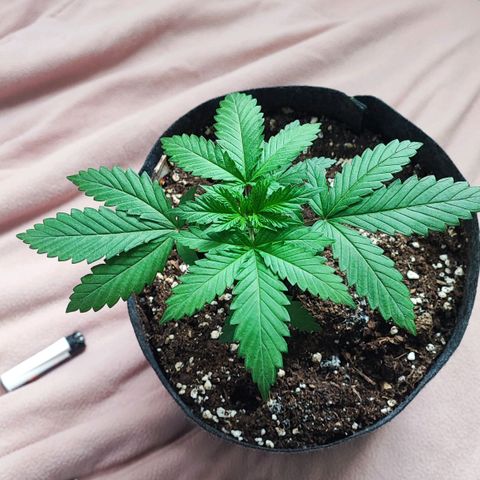 Special Kush growlog timeline photo