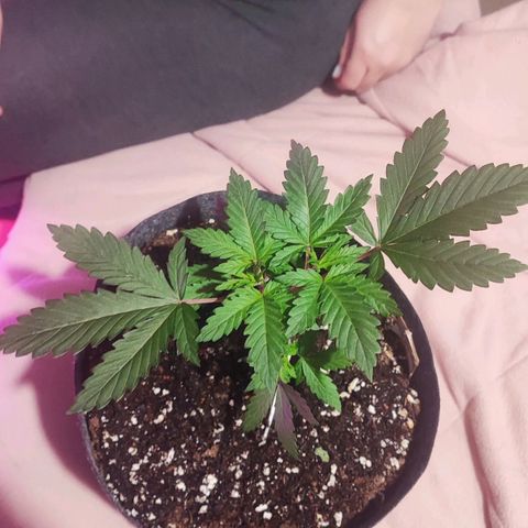 Special Kush growlog timeline photo