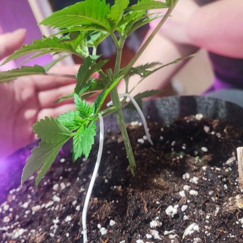 Special Kush growlog timeline photo