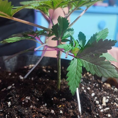 Special Kush growlog timeline photo