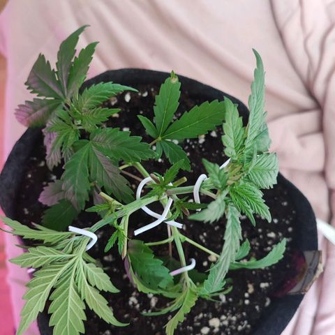 Special Kush growlog timeline photo