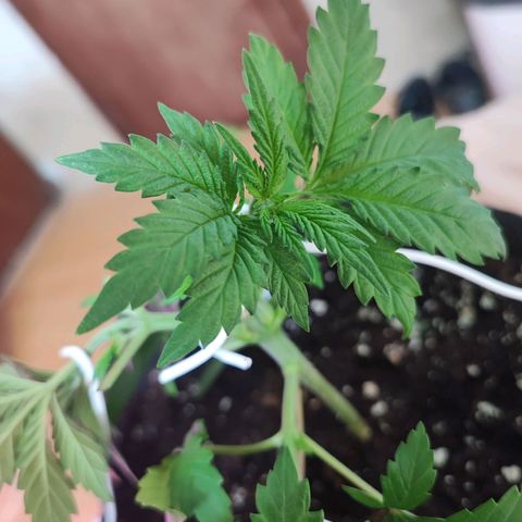 Special Kush growlog timeline photo
