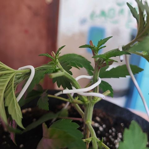 Special Kush growlog timeline photo
