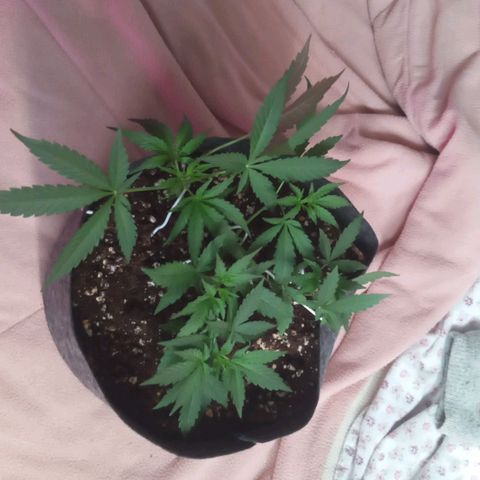 Special Kush growlog timeline photo