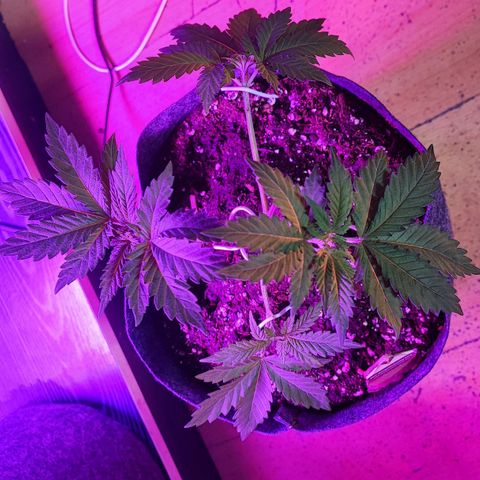 Special Kush growlog timeline photo