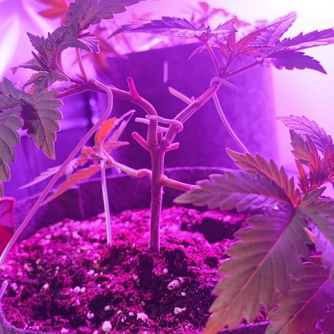 Special Kush growlog timeline photo