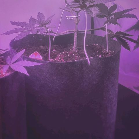 Special Kush growlog timeline photo