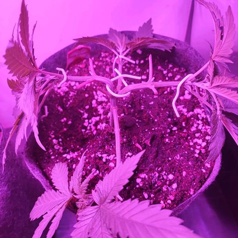 Special Kush growlog timeline photo