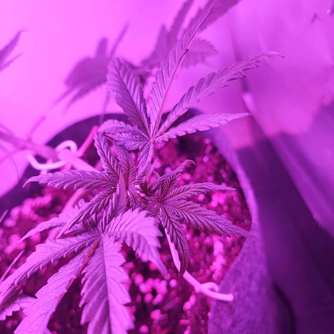 Special Kush growlog timeline photo