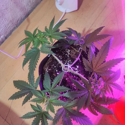 Special Kush growlog timeline photo