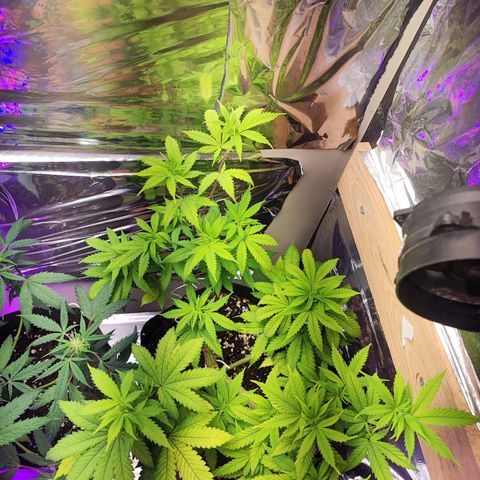 Special Kush growlog timeline photo