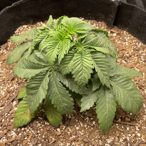 Unknown strain growlog timeline photo